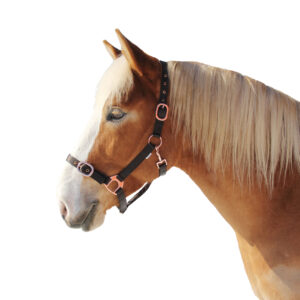 Spirit riimu pony